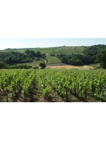 Bourgogne - Chablis